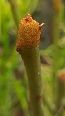 Euphorbia imerina