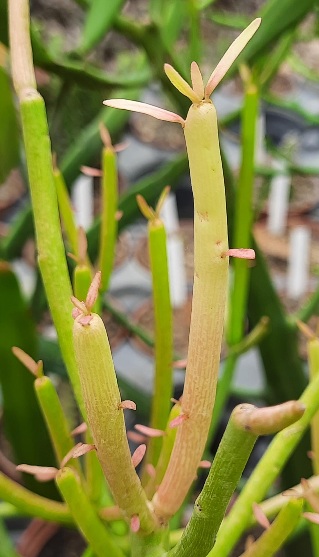 Euphorbia tirucalli 