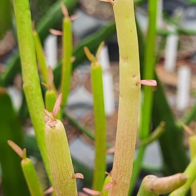 Euphorbia tirucalli 