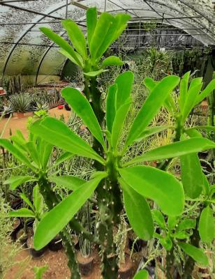 Euphorbia neriifolia