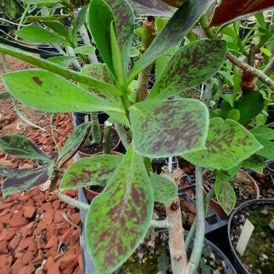 Synadenium granthii