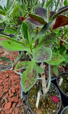 Synadenium granthii