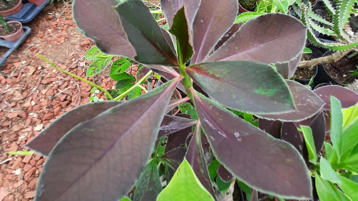 Synadenium