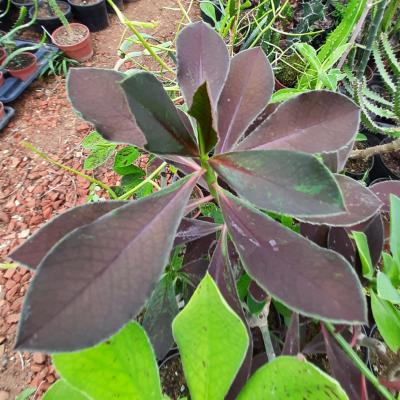 Synadenium granthii rubra