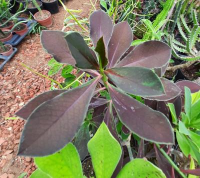 Synadenium granthii rubra