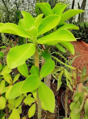 Synadenium molle