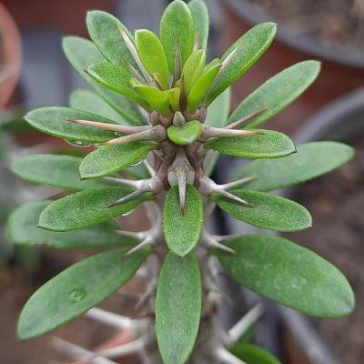 Alluaudia procera
