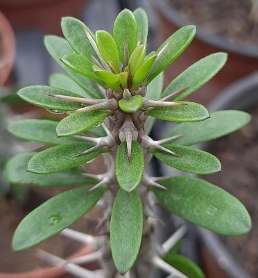 Alluaudia procera