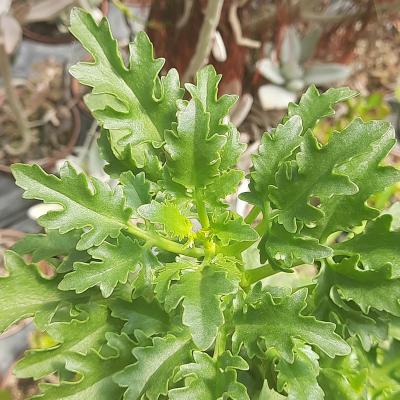 Kalanchoe lobata