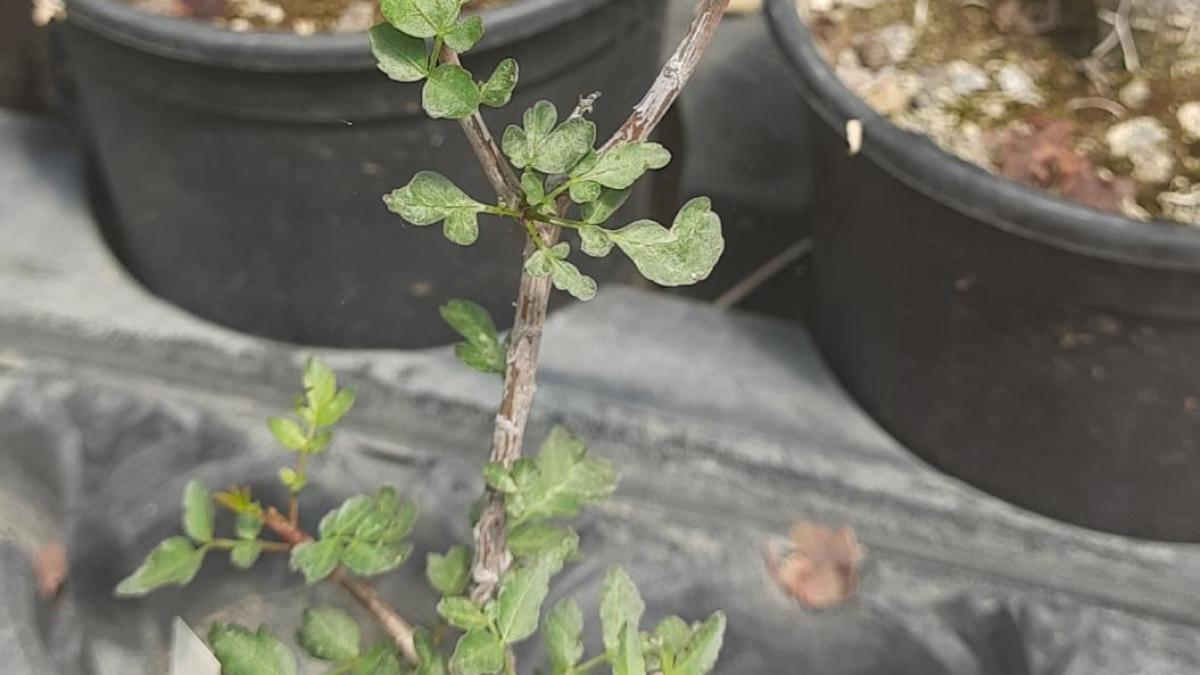 Bursera