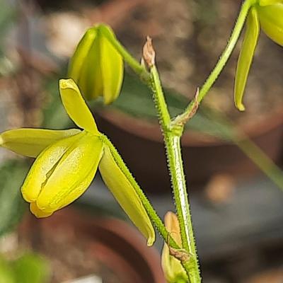 Albuca schawii