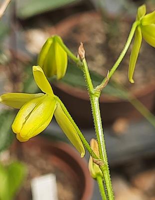 Albuca schawii