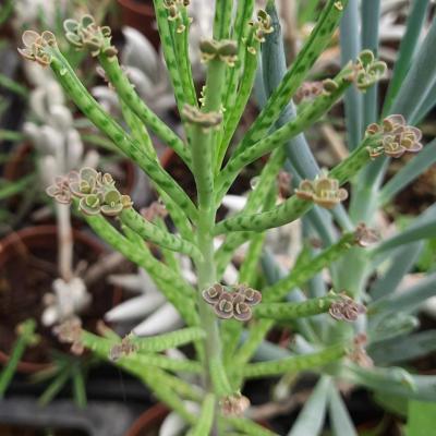 Kalanchoe tubiformis