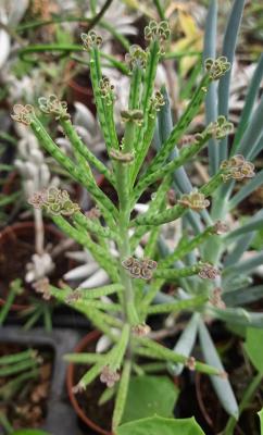 Kalanchoe tubiformis