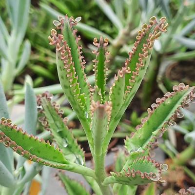 Kalanchoe 