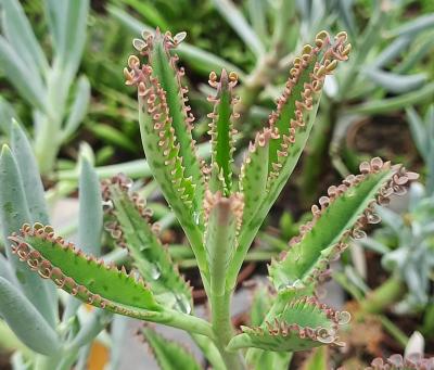 Kalanchoe