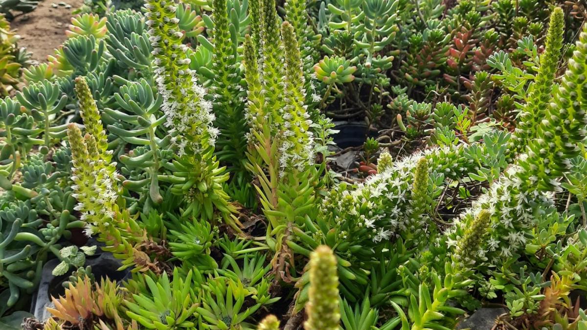 Orostachys