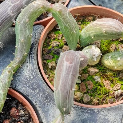 Senecio pendula