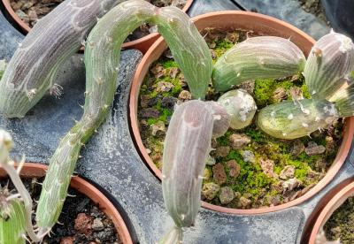 Senecio pendulus