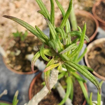 Senecio corymbiformis