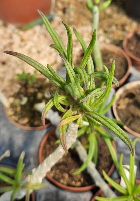 Senecio corymbiformis