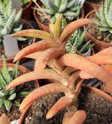 Gasteria rawlinsonii