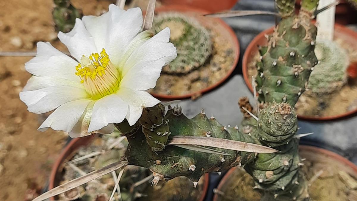 Tephrocactus