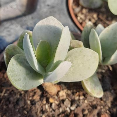 Adromischus leucophyllus