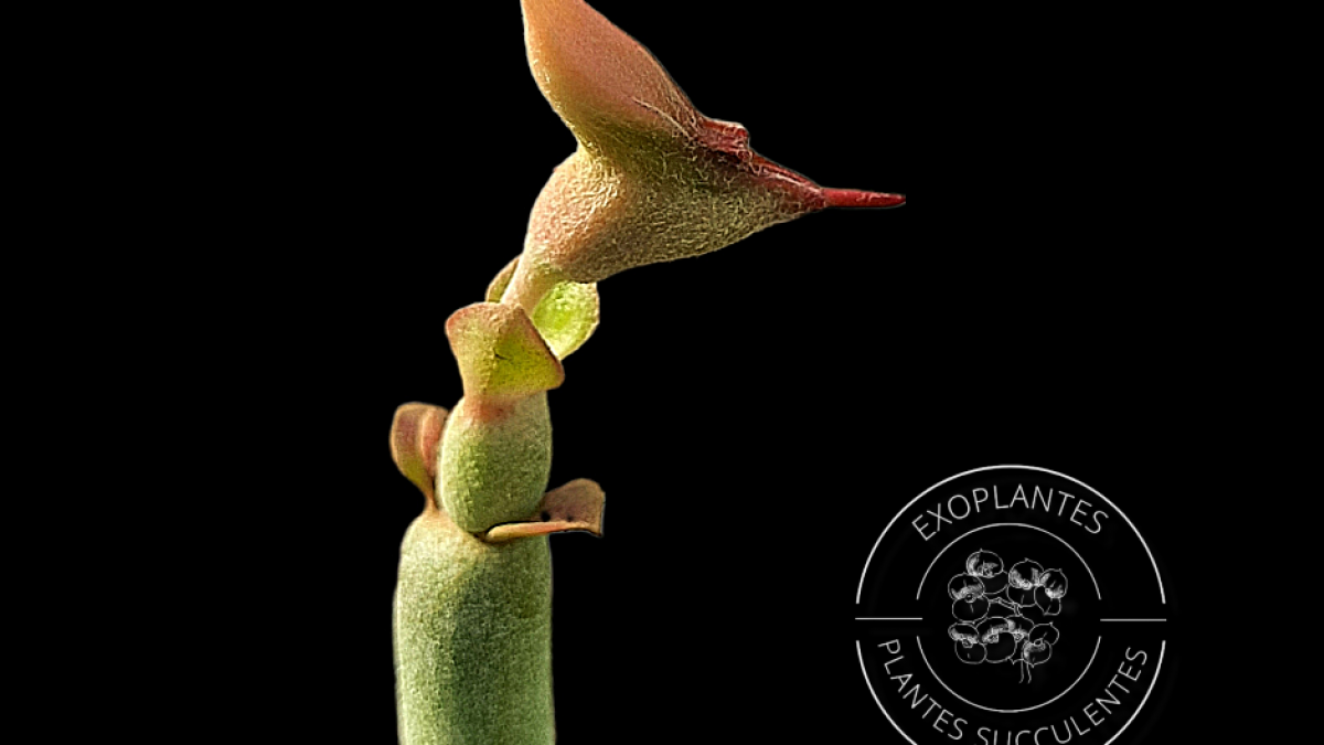 Pedilanthus
