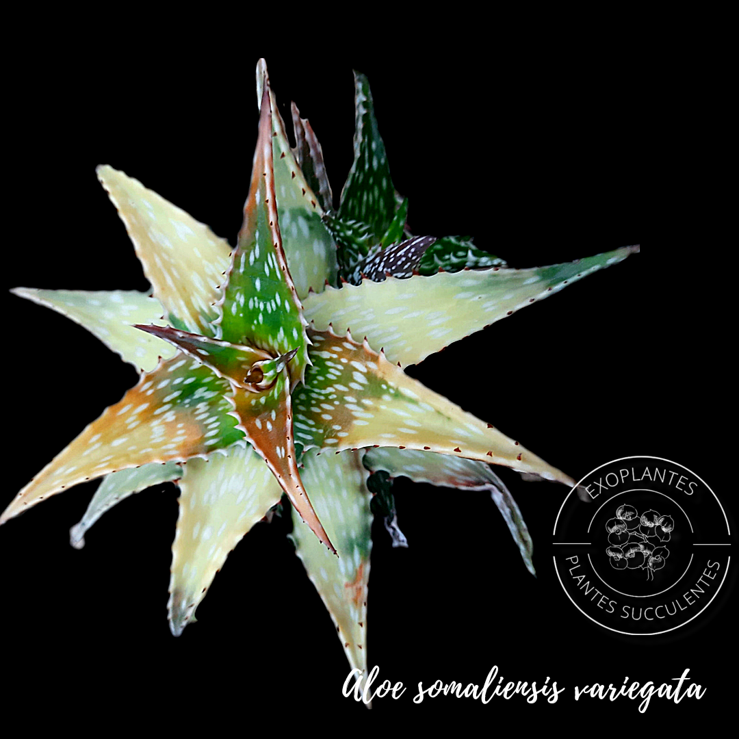 Aloe somaliensis variegata