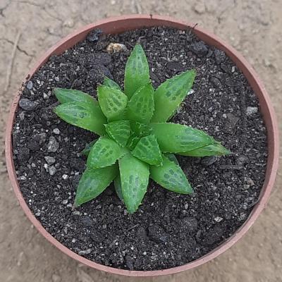 Haworthia consaguinea