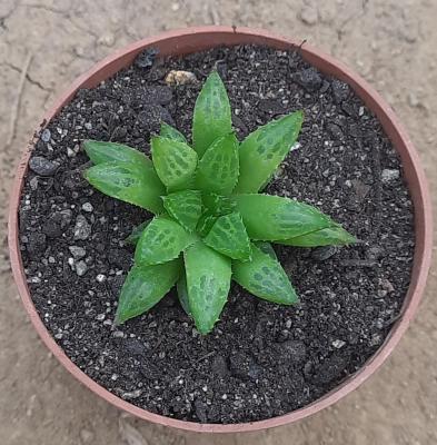 Haworthia consaguinea