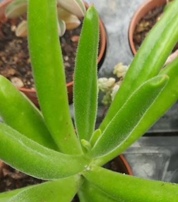 Cotyledon tomentosa