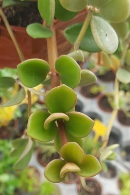 Peperomia boivinii