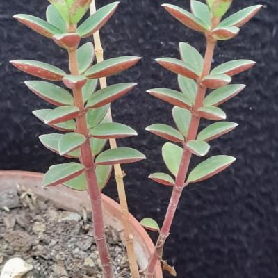 Peperomia rubella