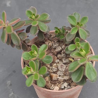 Peperomia