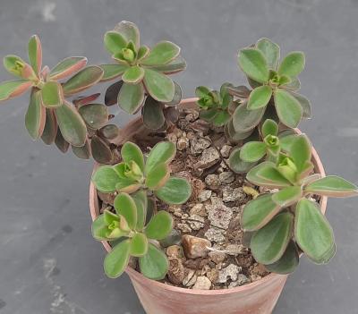 Peperomia
