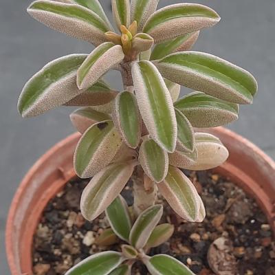 Peperomia asperula