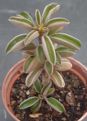 Peperomia asperula