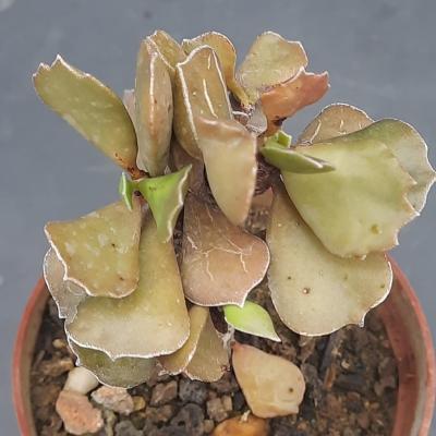 Kalanchoe rhombopilosa glabra