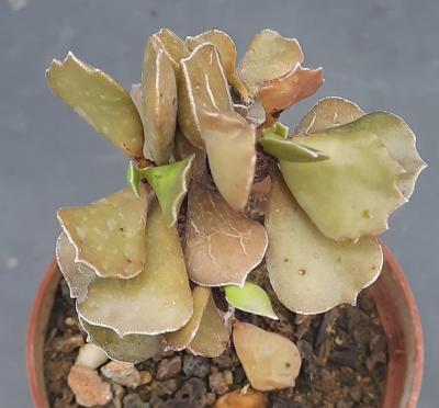 Kalanchoe rhombopilosa glabra