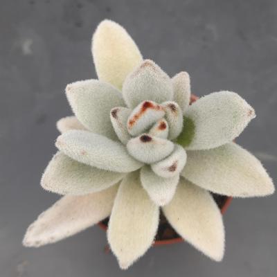 Kalanchoe tomentosa