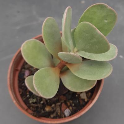 Kalanchoe farinacea