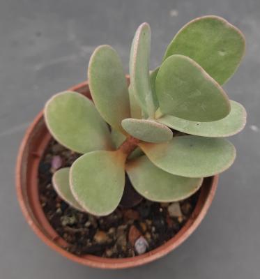 Kalanchoe farinacea