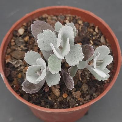 Kalanchoe pumila