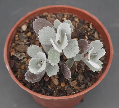 Kalanchoe pumila