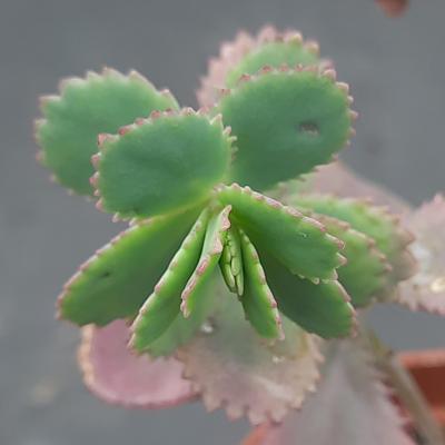 Kalanchoe serratifolia