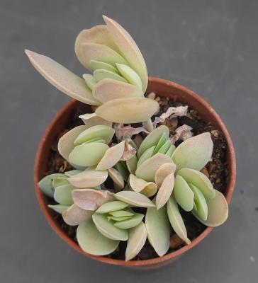 Kalanchoe alticola