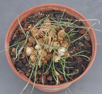 Drimia uniflora