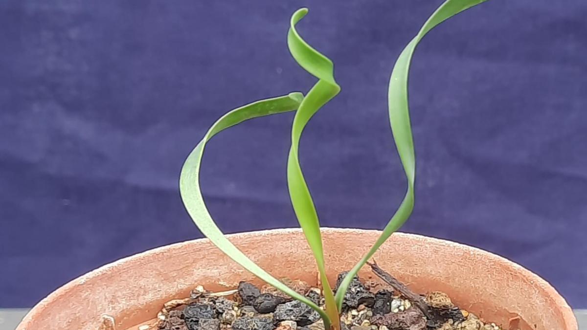 Cyrtanthus